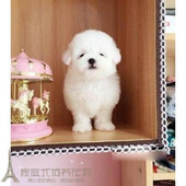 纯种活体法国卷毛比熊犬幼犬茶杯犬迷你型家养赛级幼狗比熊犬4pp