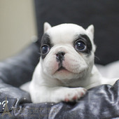 法斗纯种法国斗牛犬赛级法牛幼犬活体法斗法斗幼犬L00pp