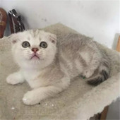 宠物猫活体折耳猫 纯种家养银渐层立耳折耳幼猫幼崽p 英国短毛猫