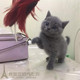 上海出售纯种英国短毛猫英短蓝猫幼猫活体宠物猫家养立耳猫p