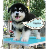 纯种活体巨型阿拉斯加雪橇犬幼犬烟灰色桃脸熊版 巨大阿拉斯加39p