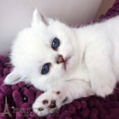 英短银渐层活体猫银渐层英国短毛猫幼猫仔纯种健康种苗小幼猫p