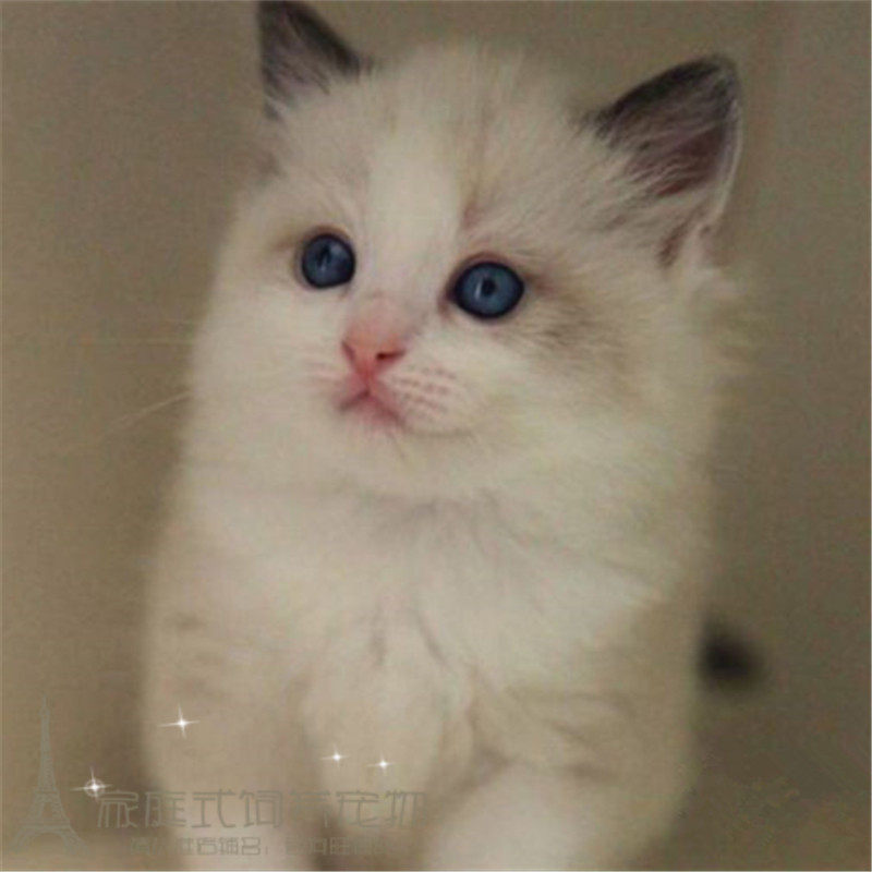 CFA注册猫舍出售布偶猫幼猫纯种家养海豹双色布偶猫宠物猫活体p