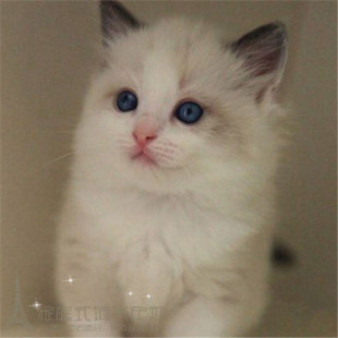 CFA注册猫舍出售布偶猫幼猫纯种家养海豹双色布偶猫宠物猫活体p