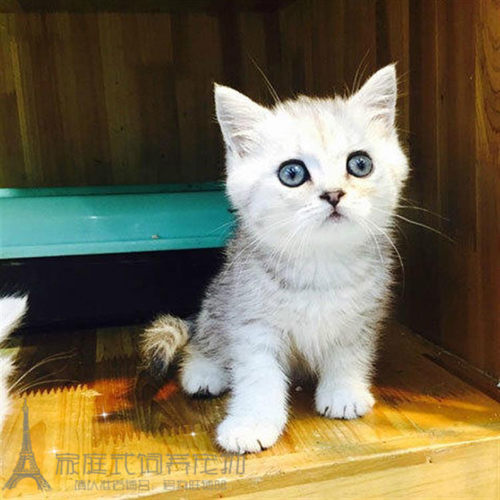 出售活体纯种渐层英国短毛猫