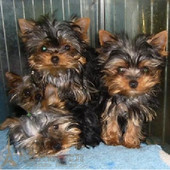 纯种活体约克夏幼犬梗小型犬约克夏梗狗狗袖 珍犬支持支付宝p