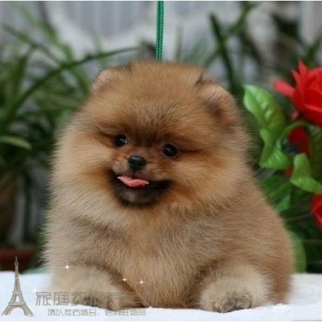 黄色小型博美犬活体俊介宠物狗狗