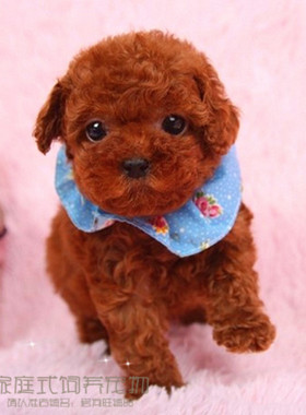 出售纯种泰迪幼犬玩具泰迪犬贵宾犬迷你犬茶杯犬宠物狗狗TDpp