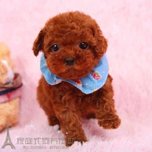 出售纯种玩具贵宾犬宠物狗狗