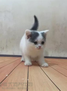出售活体蓝白纯种英国短毛猫