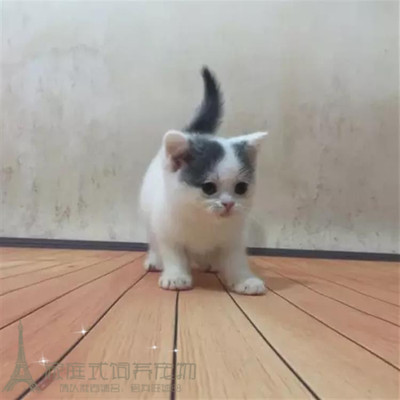 出售活体蓝白纯种英国短毛猫