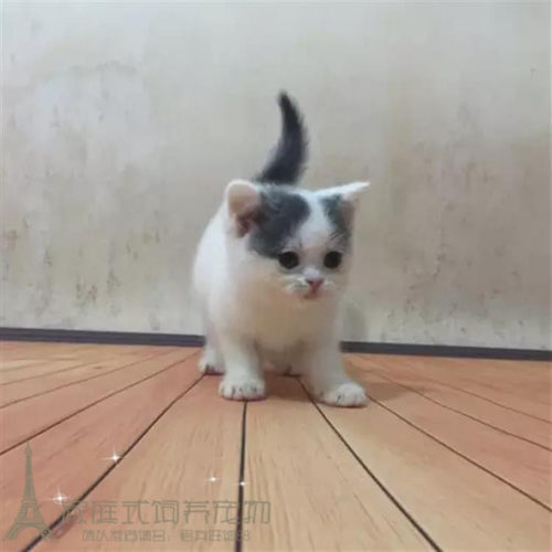出售活体蓝白纯种英国短毛猫