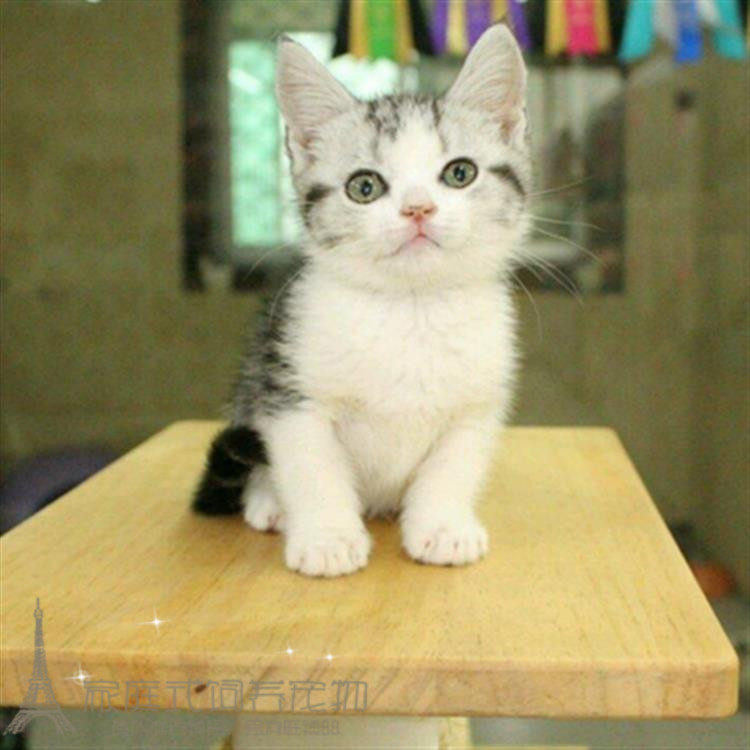 出售活体纯种美短银虎斑美国短毛猫幼猫宠物猫咪美短起司猫加白p
