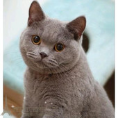 纯种蓝猫银渐层美短宠物猫咪活体家养折耳猫加菲猫布偶猫幼猫p