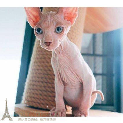 宠物猫活体小猫咪加拿大无毛猫幼猫斯芬克斯猫白皮鸳鸯眼无毛猫p