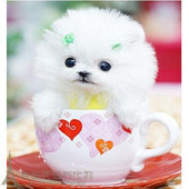 纯白色博美犬纯种茶杯博美日本俊介袖 珍球体博美幼犬狗5pp