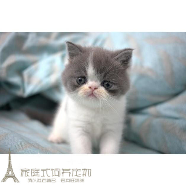 蓝白灰白色加菲猫异国短毛猫纯种猫宠物猫幼猫水滴眼包子脸活体g