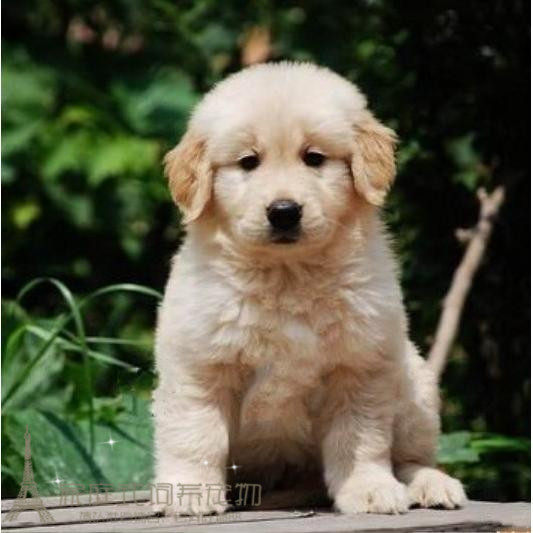 赛级金毛纯种美系金毛幼犬活体狗狗血统纯正疫苗全金毛巡回犬p