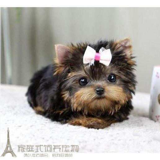 纯种迷你茶杯体约克夏梗幼犬活体韩国进口甜美约克夏狗狗大眼睛p