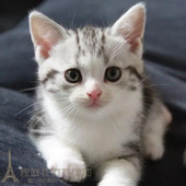 美短加白猫美短加白起司猫美国短毛猫幼猫宠物猫活体宠物猫活体p
