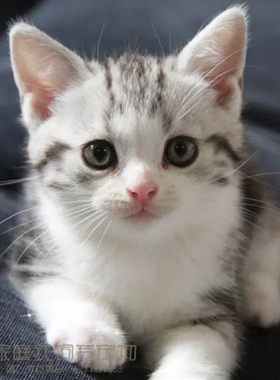 美短起司猫幼猫宠物猫活体