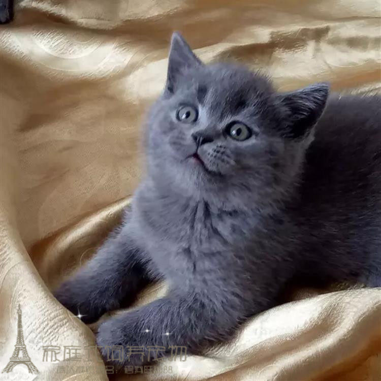 家养宠物猫英短蓝猫活体幼猫英国短毛猫纯种蓝猫蓝白幼仔家猫p