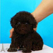 赛级红泰迪幼犬茶杯长不大 泰迪狗玩具型迷你赛级灰色贵宾47p