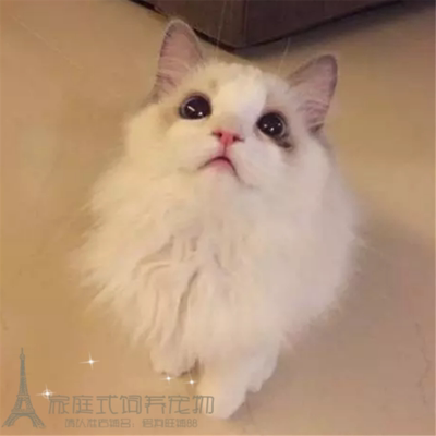 布偶活体纯种繁殖长毛猫