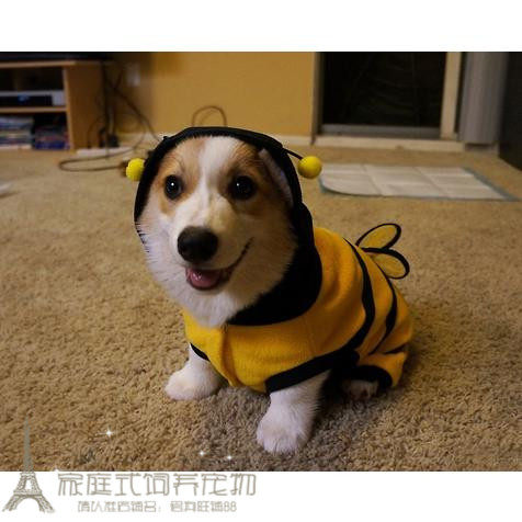 上海不限养柯基犬纯种家庭宠物狗威尔士柯基犬幼犬活体宠物狗p