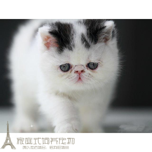 黑白双色加菲猫宠物猫咪异国短毛猫宠物猫活体加菲猫幼猫活体p-封面