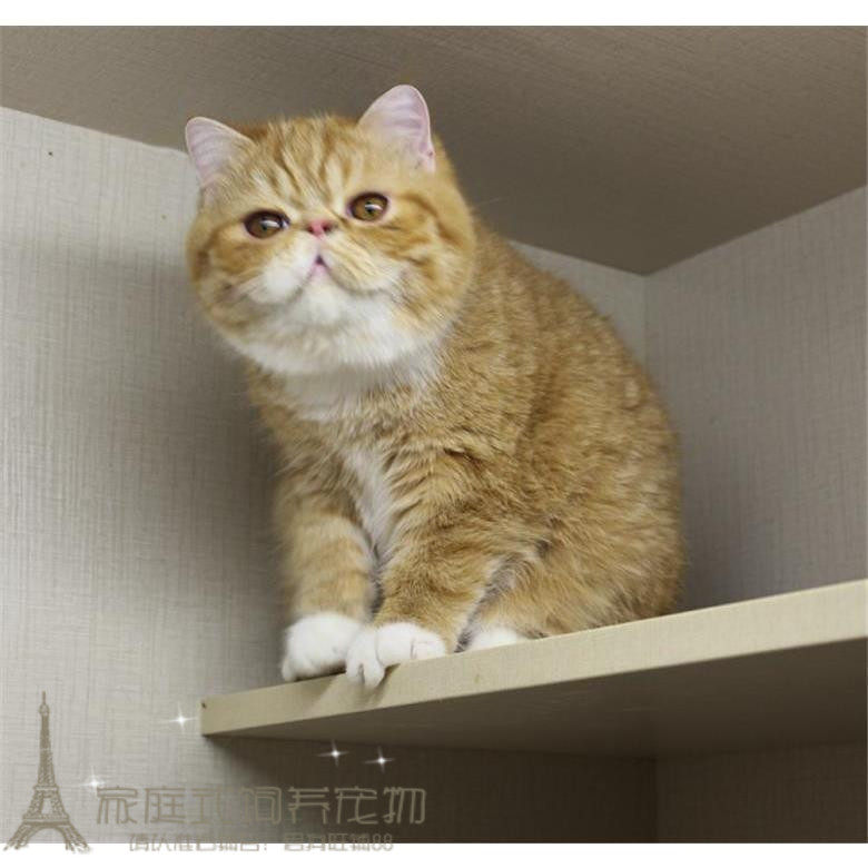 出售加菲猫宠物猫咪异国短毛猫幼猫家养纯种短毛幼猫活体红虎斑p