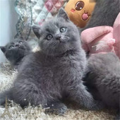 蓝猫宠物猫 英国短毛猫英短蓝猫活体幼猫纯种蓝猫短毛猫立耳猫p