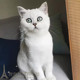 猫咪活体幼猫英国短毛猫渐层白猫短毛绿眼幼仔家猫圆脸出售p 包邮