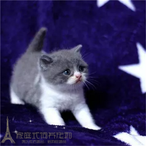 赛级出售英国短毛猫蓝白八字脸鼻子英短幼猫弟弟纯种活体宠物猫p