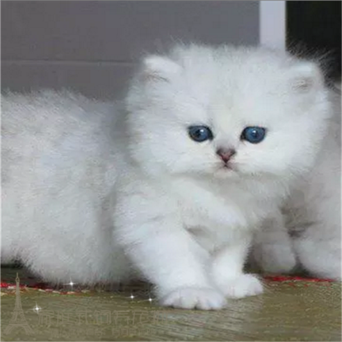 赛级长毛猫金吉拉宠物猫家养活体幼猫银渐层绿眼纯种长毛金吉拉p