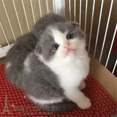 蓝白猫宠物小猫咪纯种英国短毛猫英短立耳折耳活体幼猫幼崽 包邮