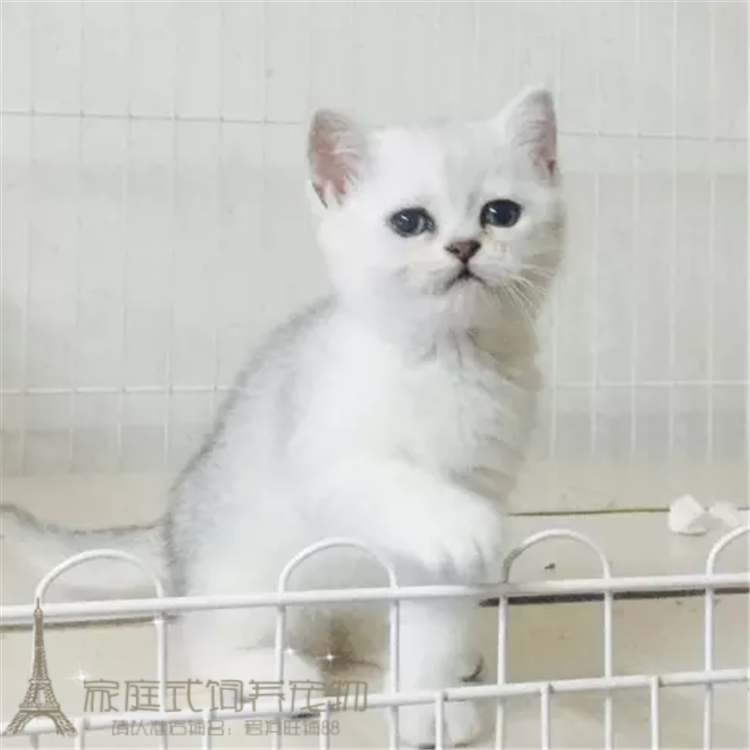 宠物猫英短银渐层猫纯种银渐层幼猫活体银渐层猫英国短毛猫幼猫p