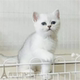 宠物猫英短银渐层猫纯种银渐层幼猫活体银渐层猫英国短毛猫幼猫p