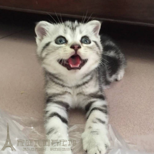 银虎斑立耳自家繁殖起司猫白折