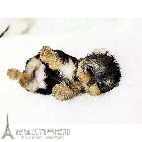 纯种活体约克夏公母都有约克夏梗犬茶杯犬金头银背袖珍犬小狗p