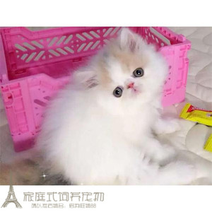 纯种出售加菲猫宠物猫异国短毛猫幼猫活体浅三花加菲猫妹妹g