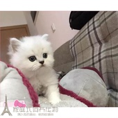 金吉拉猫幼猫金吉拉长毛猫活体宠物猫纯种宠物猫幼猫金吉拉小猫p