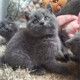 赛级宠物猫英国短毛猫英短蓝猫活体幼猫纯种蓝猫宠物猫蓝猫p