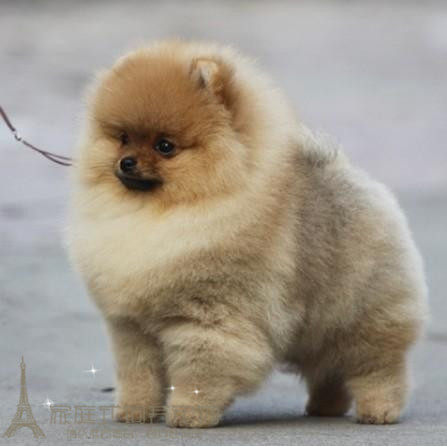 出售家养迷你茶杯犬球形博美幼犬宠物狗狗活体纯种日本俊介同款p