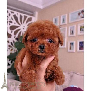 赛级红泰迪幼犬茶杯长不大的泰迪狗玩具型迷你赛级灰色贵宾20p