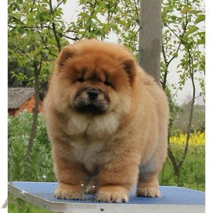 纯种红色松狮幼犬美系棕黄色松狮狗狗宠物狗支持支付宝活体p