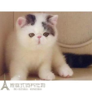 赛级繁育异国短毛猫家养纯种加菲猫幼猫活体加菲梵文弟弟宠物猫p