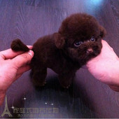 专业繁殖巧克力色泰迪幼犬微小巧克力贵宾幼犬活体宠物狗健康p