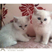 赛级纯种圆脸大眼睛银渐层英短渐层英国短毛猫幼猫活体宠物猫p