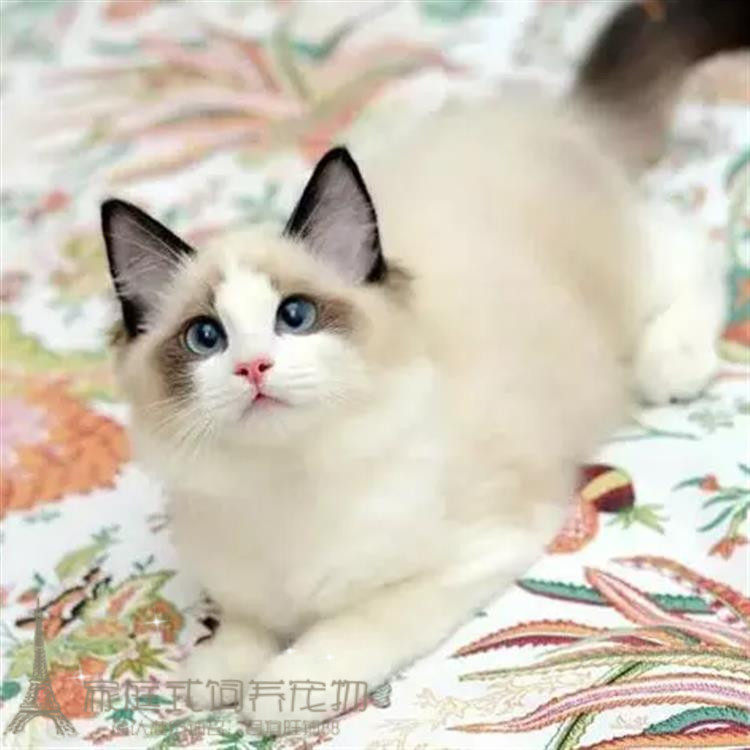 出售宠物活体小猫咪双色奶油色海豹色蓝眼布偶猫幼猫幼崽布偶猫p